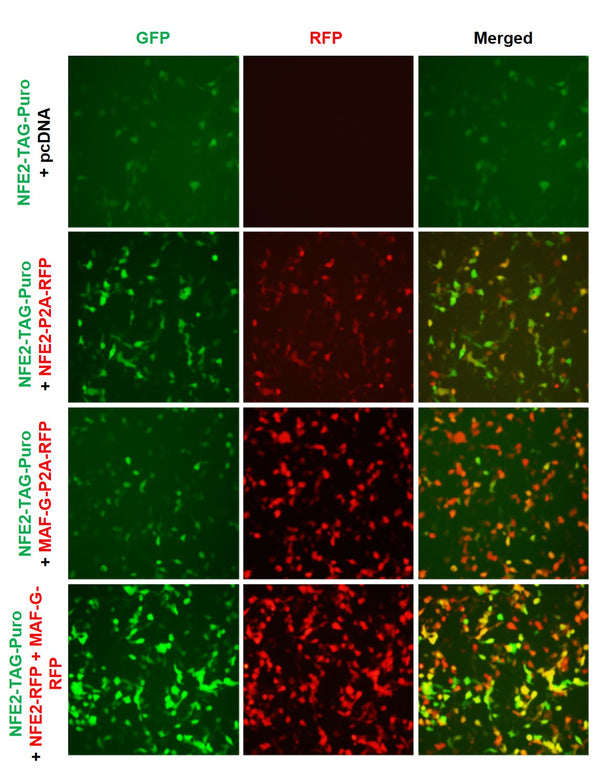 NFE2 Reporter Lentivirus – Figure 1 of 2
