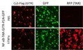 GITR/NFκB Reporter Lentivirus – Figure 1