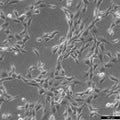 NIH-3T3 cell