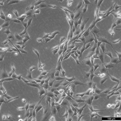 NIH-3T3 Cells