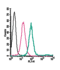Anti-Neurokinin 1 Receptor (NK1R) (extracellular)-FITC Antibody