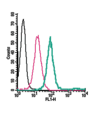 Anti-Neurokinin 1 Receptor (NK1R) (extracellular)-FITC Antibody