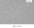 GTO Cells | Applied Biological Materials (abm)