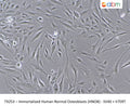 Immortalized Human Normal Osteoblasts (HNOB) - SV40 + hTERT | Applied Biological Materials (abm)