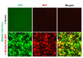 NPAS4 Reporter Lentivirus – Figure 1
