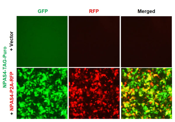 NPAS4 Reporter Lentivirus – Figure 1