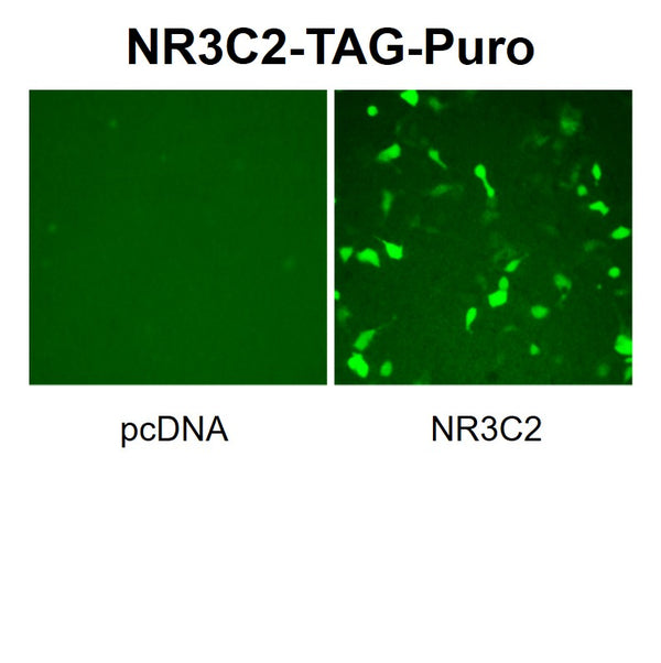 NR3C2 Reporter Lentivirus – Figure 1
