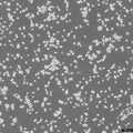 NR8383 cell