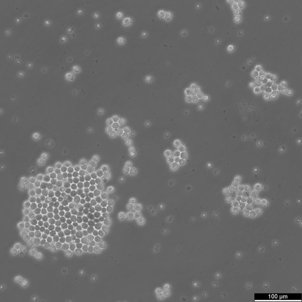 NS0 cell