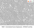 Immortalized Human Hepatocytes - HPVE6/E7 and Myc – Figure 1 of 1
