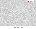 Ba/F3 Cells | Applied Biological Materials (abm)