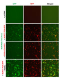 NUR/RXR Reporter Lentivirus – Figure 1 of 2