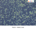 YMAC1 Cells | Applied Biological Materials (abm)