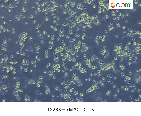 YMAC1 Cells | Applied Biological Materials (abm)