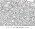 GFP Expressing HGS3 Stable Cell Line | Applied Biological Materials (abm)