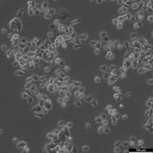 Neuro-2a cell