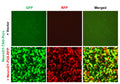 NeuroD1 Reporter Lentivirus – Figure 1