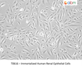 Immortalized Human Renal Epithelial Cells | Applied Biological Materials (abm)