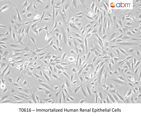 Immortalized Human Renal Epithelial Cells | Applied Biological Materials (abm)