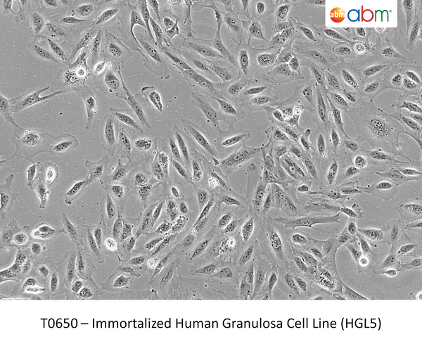 Immortalized Human Granulosa Cell Line (HGL5) | Applied Biological Materials (abm)