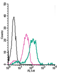 Anti-Nogo Receptor (extracellular)-FITC Antibody