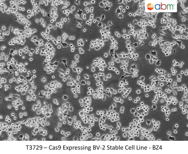 Cas9 Expressing BV-2 Stable Cell Line - BZ4 | Applied Biological Materials (abm)
