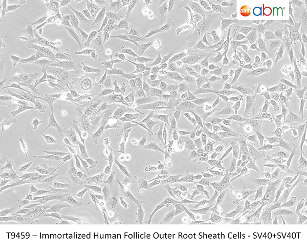 Immortalized Human Follicle Outer Root Sheath Cells - SV40+SV40T | Applied Biological Materials (abm)