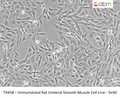 Immortalized Rat Ureteral Smooth Muscle Cell Line - SV40 | Applied Biological Materials (abm)