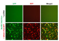NurRE Reporter Lentivirus – Figure 1 of 7