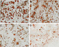 Oligomycin – Figure 1 of 2