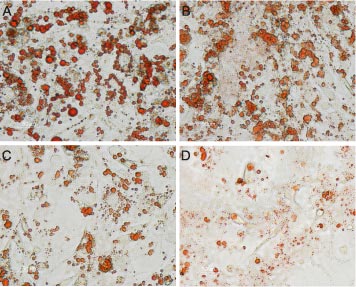 Oligomycin – Figure 1 of 2