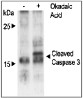 Okadaic Acid (ammonium salt) – Figure 1 of 3