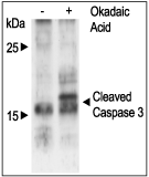 Okadaic Acid (ammonium salt) – Figure 1 of 3