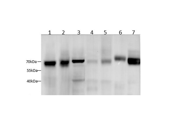 SDHA Polyclonal Antibody – Figure 1 of 4