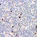 CD284 Polyclonal Antibody – Figure 1 of 5