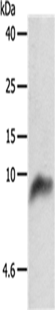 COX7B Polyclonal Antibody – Figure 1 of 4