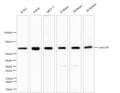 Lamin B1 Polyclonal Antibody – Figure 1 of 7