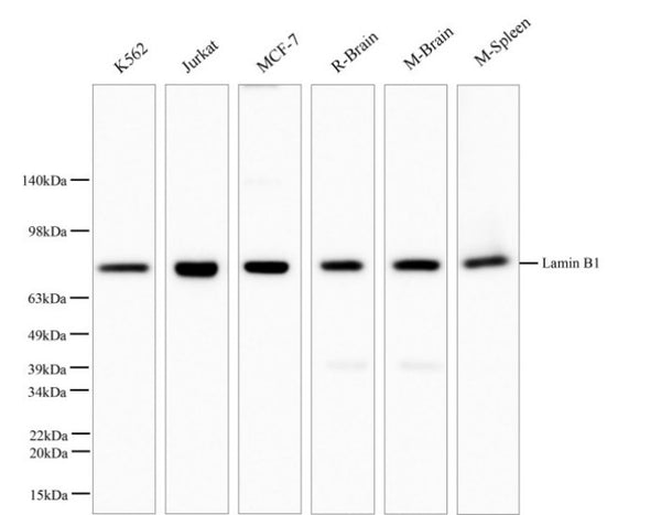 Lamin B1 Polyclonal Antibody – Figure 1 of 7
