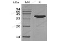 Recombinant Human GABA Protein (GST Tag) – Figure 1 of 2