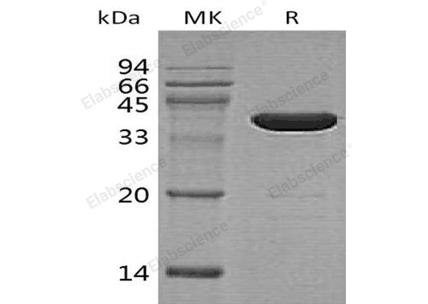 Recombinant Human GABA Protein (GST Tag) – Figure 1 of 2