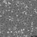 OAW-42 cell