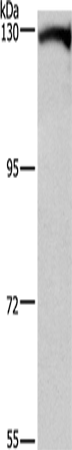 DAAM1 Polyclonal Antibody – Figure 1 of 4