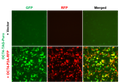 OCT4 Reporter Lentivirus – Figure 1