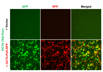 OCT4 Reporter Lentivirus – Figure 1