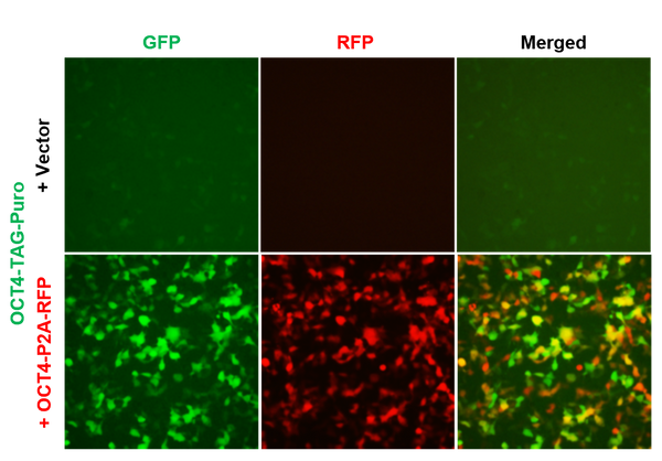 OCT4 Reporter Lentivirus – Figure 1