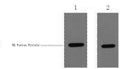 HA-Tag Polyclonal Antibody – Figure 1 of 2