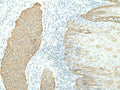 ETAA1 Polyclonal Antibody – Figure 1 of 3