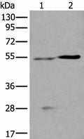 DDC Polyclonal Antibody – Figure 1 of 3