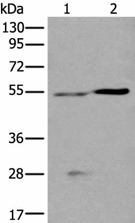 DDC Polyclonal Antibody – Figure 1 of 3