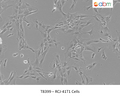 RCJ-41T1 Cells | Applied Biological Materials (abm)